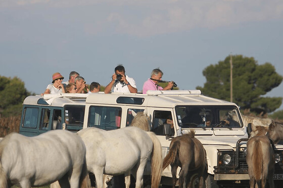Safari photo en 4x4 depuis Aigues-Mortes (30)