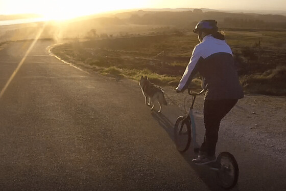 Cani-trottinette aux Monts d'Arrée (29)