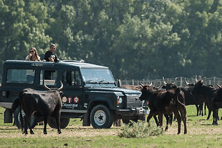 Safari demi-journée en 4x4 au Grau-du-Roi (30)