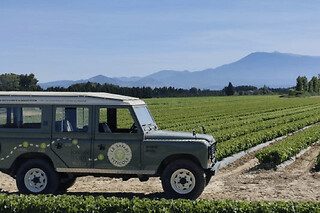 Safari viticole en Land Rover à Sarrians (84)