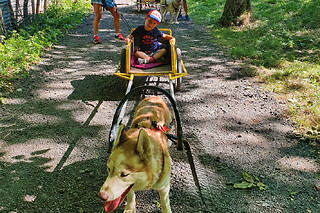 Sulky attelé à Vailly (74)