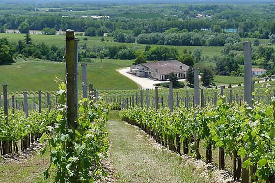 Balade dans les vignes au Château Réaut (33)