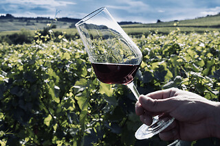 Visite & dégustation de vins en Côte de Nuit (21)