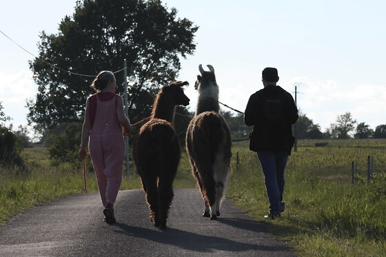 Balade découverte avec des lamas/alpagas près de Tours (37)