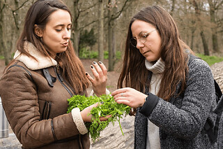 Balade découverte des plantes sauvages au Bois de Vincennes (94)
