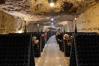 Visite guidée découverte des vins de Loire (37)