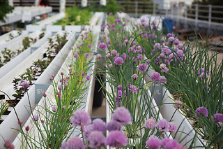 Atelier fabrication d'huiles aromatisées à Paris 20ème