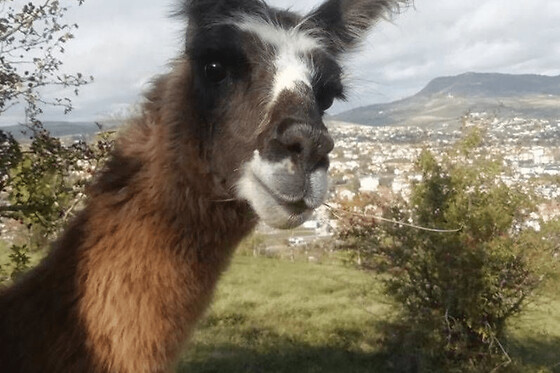 Balade avec des Lamas à Millau (12) - 2h - jusqu'à 6 personnes