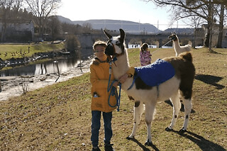 Balade avec des Lamas à Millau (12) - 2h - jusqu'à 6 personnes