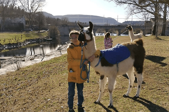 Balade avec des Lamas à Millau (12) - 2h - jusqu'à 6 personnes
