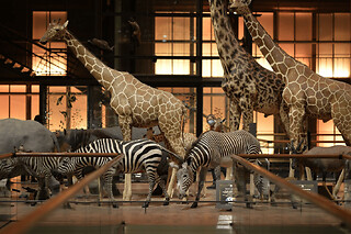 Billet pour la Grande Galerie de l'Evolution + expo temporaire