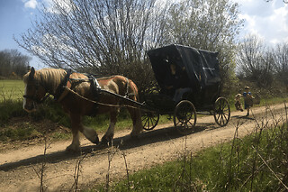 Balade en calèche et journée au marché à Callac (22)