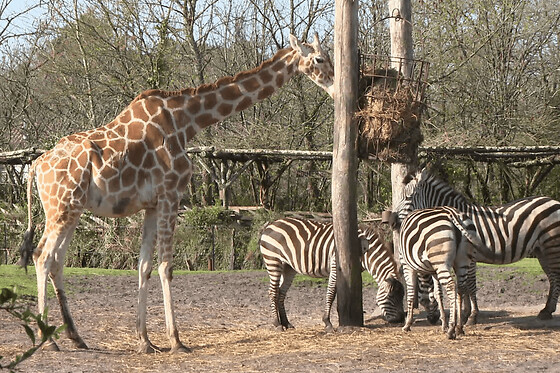 Billet pour le Zoo de Bordeaux Pessac