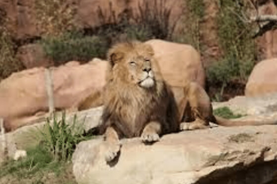 Billet pour le Zoo de Bordeaux Pessac