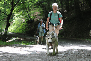 Cani-Rando dans la forêt du Braca à la Pierre Saint-Martin (64) - Duo adulte - 2h