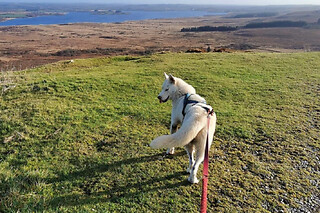 Cani-Rando aux Monts d'Arrée (29) - Circuit journée complète - Adulte