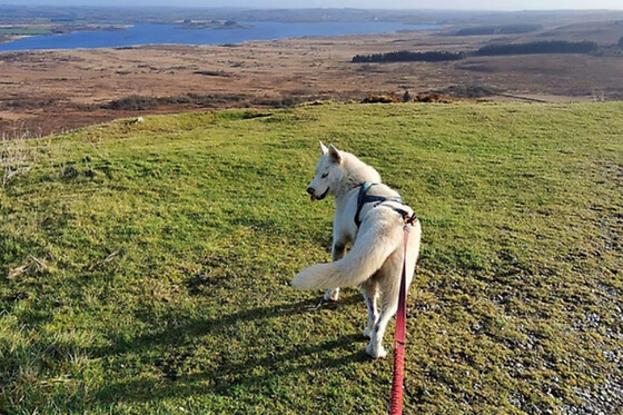 Cani-Rando aux Monts d'Arrée (29) - Circuit journée complète - Adulte
