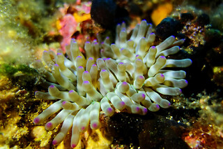 Plongée sous-marine à Port-Cros (83)