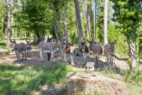 Nuit en tente pour 2 avec Les Ânes de Forcalquier à Forcalquier (04)