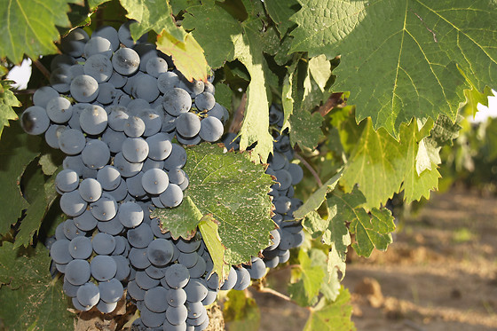 BODEGAS CONTRERAS - photo 0
