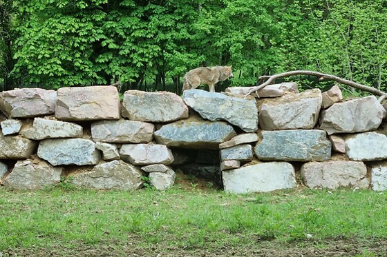 Un séjour avec une visite du zoo pour deux au Lodges du Reynou (87)