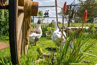 Séjour en roulotte en famille chez Ker'Ânes'Duic à Noyal-Pontivy (56)
