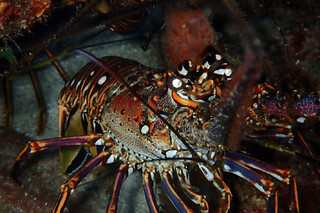 Snorkeling de nuit & bioluminescence aux Anses d’Arlet (972)