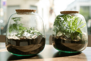 Atelier apéro terrarium à Strasbourg (67)