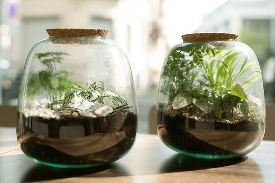 Atelier apéro terrarium à Strasbourg (67)