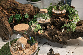 Atelier création d'un terrarium à Darnetal (76)