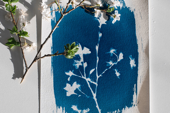 Atelier Cyanotype à Saint-Denis (93)