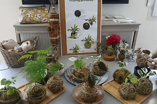 Atelier création Kokedama à Tours (37)  - Atelier création de Kokemas - 1 personne