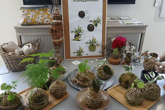 Atelier création Kokedama à Tours (37)  - Atelier création de Kokemas - 1 personne