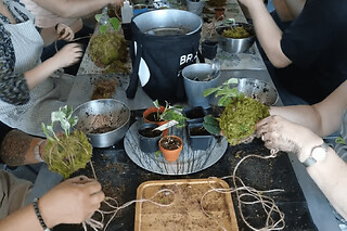 Atelier création Kokedama à Tours (37)  - Atelier création de Kokemas - 1 personne