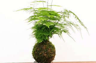Atelier Kokedama à Paris 10ème