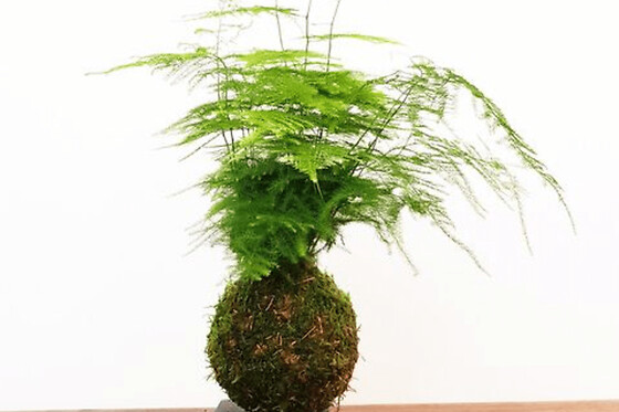 Atelier Kokedama à Paris 10ème