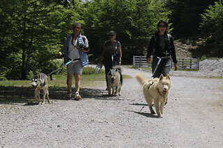 Journée avec des chiens de traineau à Oloron-Sainte-Marie (64)