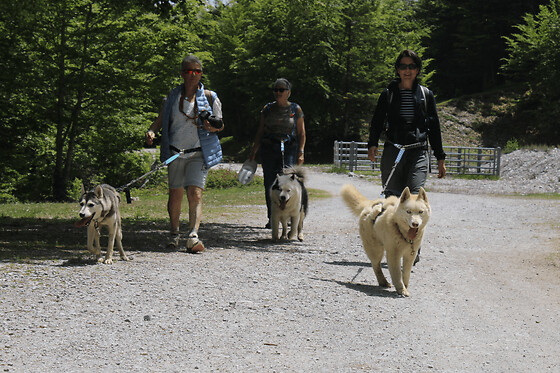 Journée avec des chiens de traineau à Oloron-Sainte-Marie (64)