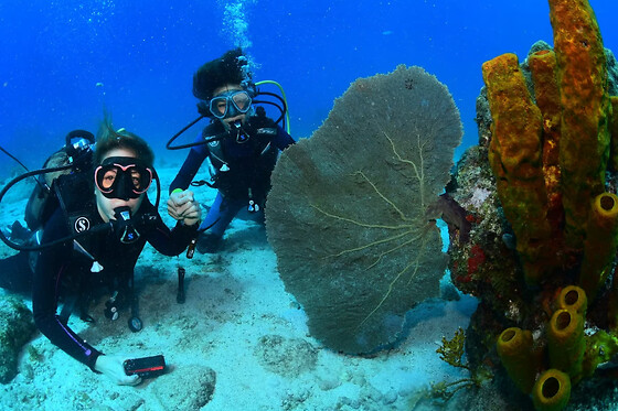 Formation à la plongée sous-marine SSI à Bouillante (971)