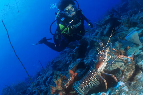 Plongée d'exploration guidée ou autonome en Guadeloupe (971) - Plongée exploration autonome - 1 plongée