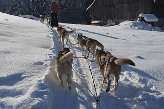 Initiation à la conduite de chiens de traîneau à Vailly (74)