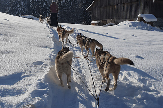 Initiation à la conduite de chiens de traîneau à Vailly (74)