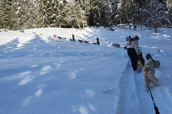 Initiation à la conduite de chiens de traîneau à Vailly (74)
