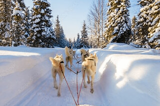 Initiation à la conduite de chiens de traineau à Avoriaz (74)