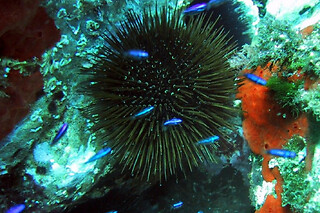 Pack découverte 2 plongées en baie de Villefranche (06)
