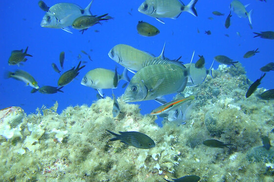 Excursion snorkeling en baie de Villefranche (06)