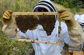 Stage 1/2 journée Apiculture à Lille (59)