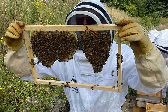 Stage 1/2 journée Apiculture à Lille (59)