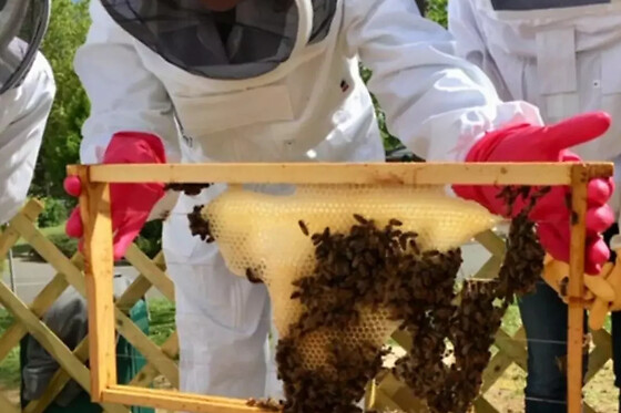 Stage 1/2 journée Apiculture à Lille (59)