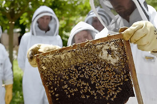 Stage journée apiculture à Lille (59)